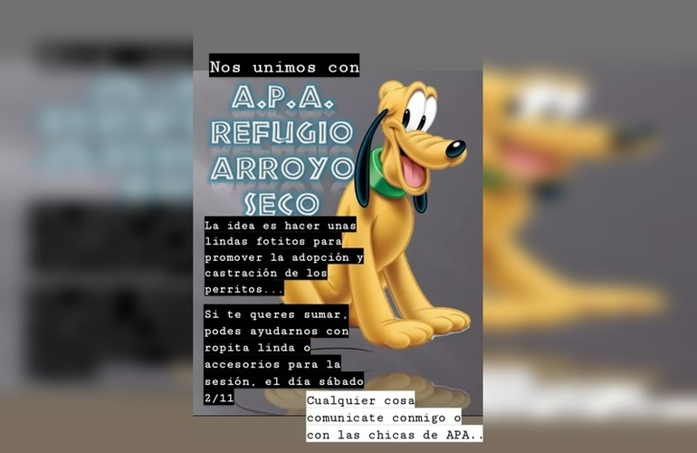Imagen de Sesión de fotos para los perritos del refugio