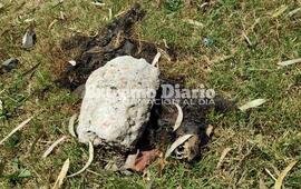Imagen de Macabro: Encuentran animal quemado detr&aacute;s del monumento de Prefectura