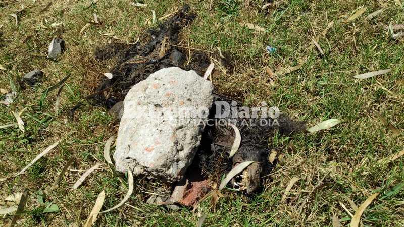 Imagen de Macabro: Encuentran animal quemado detr&aacute;s del monumento de Prefectura