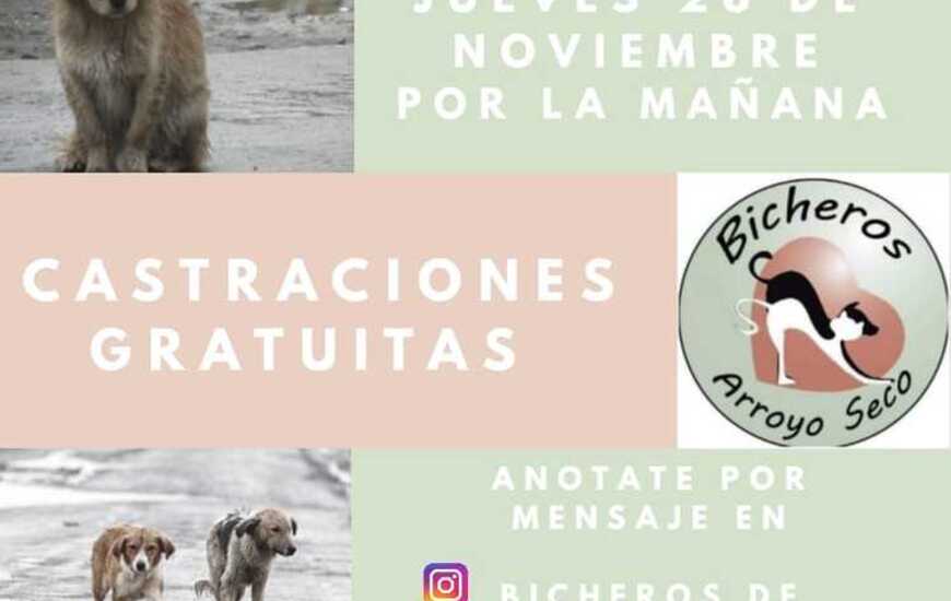Imagen de Jornada de castraciones gratuitas