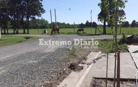 Imagen de Seis caballos sueltos en Barrio Athletic
