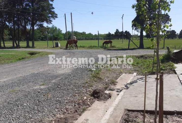 Imagen de Seis caballos sueltos en Barrio Athletic