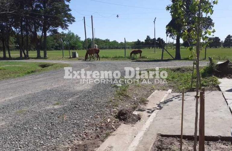 Imagen de Seis caballos sueltos en Barrio Athletic