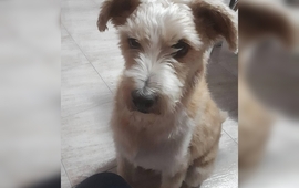 Era "un rescatado": Su nombre era Theo y Sabina lo hab&iacute;a adoptado hace unos 9 a&ntilde;os atr&aacute;s.