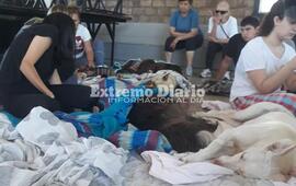 Imagen de Se efectuaron 75 nuevas castraciones