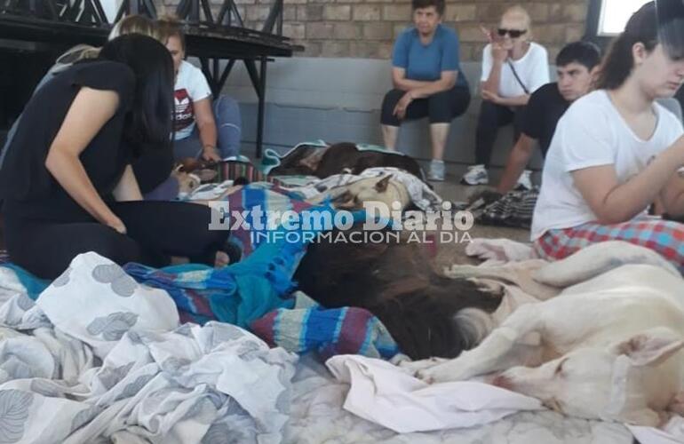 Imagen de Se efectuaron 75 nuevas castraciones