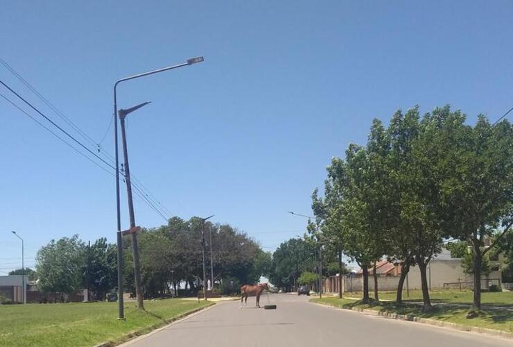 La imagen fue sacada por una vecina en el barrio Güemes