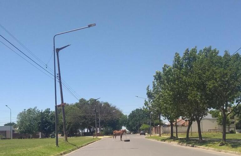 La imagen fue sacada por una vecina en el barrio Güemes