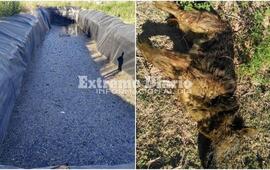 Unos vecinos rescataron un perro con vida y otro muerto.