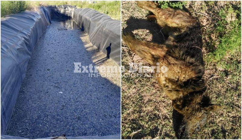 Unos vecinos rescataron un perro con vida y otro muerto.