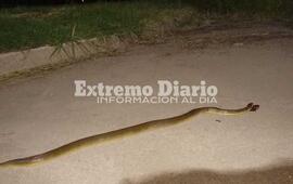 La v&iacute;bora sali&oacute; entre los pastizales de B. Voluntarios y Marechal