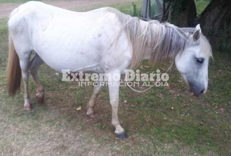 Imagen de Mirador del R&iacute;o: Encuentran una yegua atada, sin agua y lastimada