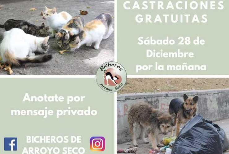 Imagen de El sábado 28 nueva jornada de castraciones