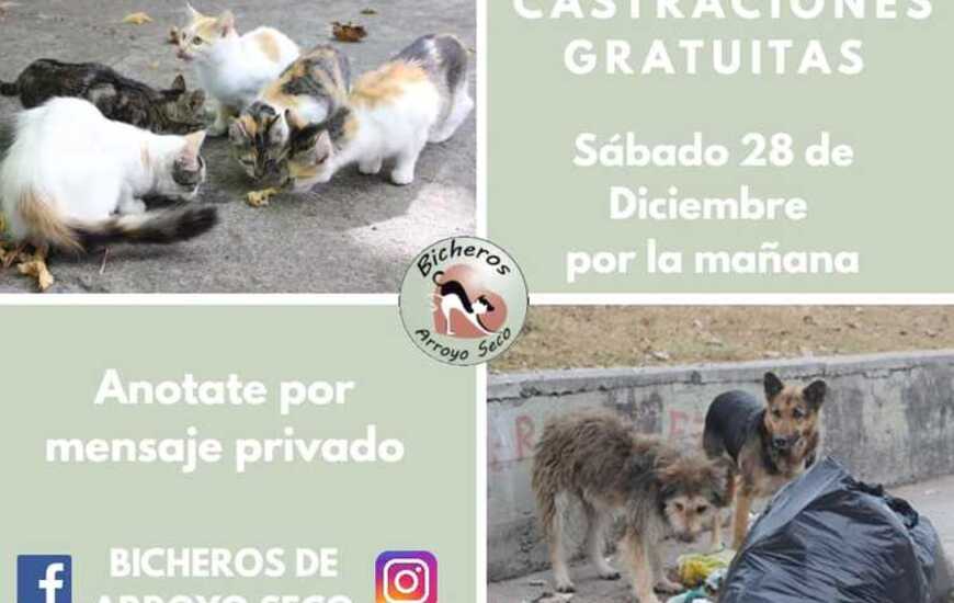 Imagen de El s&aacute;bado 28 nueva jornada de castraciones