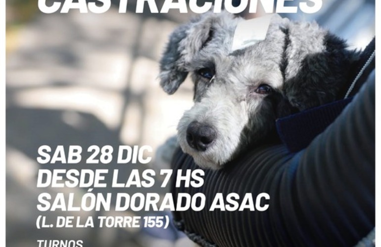 Imagen de Próxima jornada de castraciones para perros y gatos