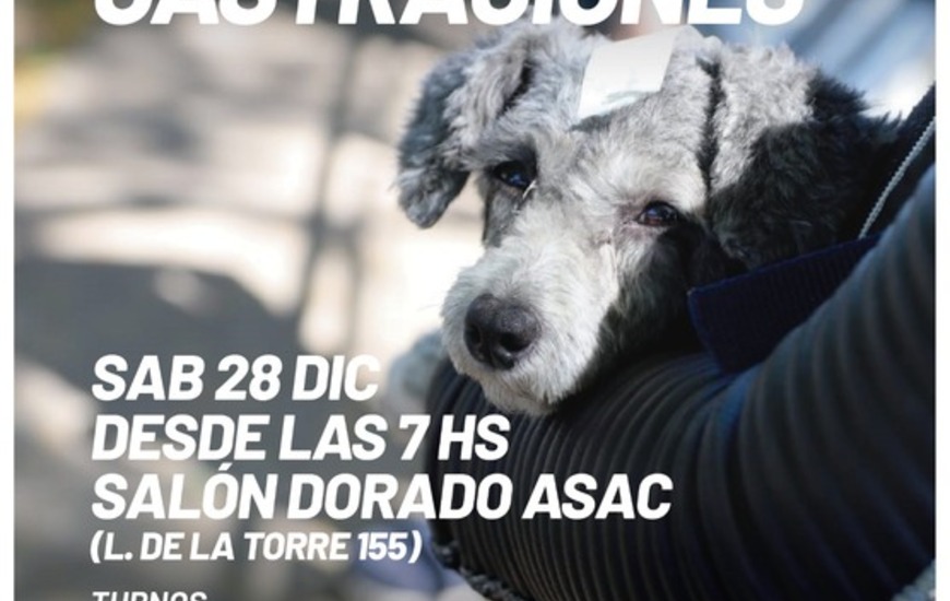 Imagen de Pr&oacute;xima jornada de castraciones para perros y gatos