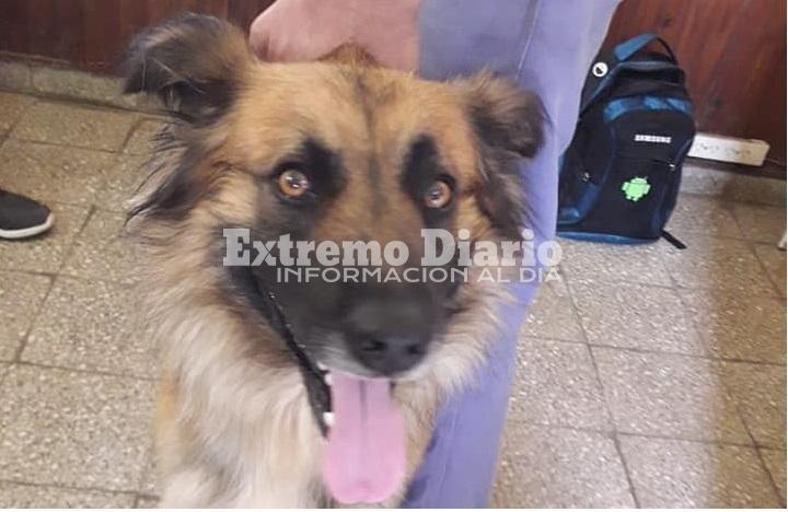 Cuatro Patitas se suma a la iniciativa comunal contra el uso de la pirotecnia