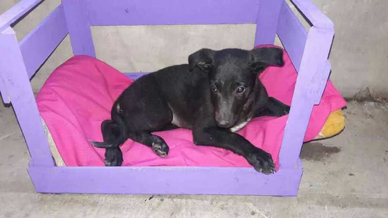 Imagen de Buscan a una perrita que se escap&oacute; del Sal&oacute;n Dorado en la jornada de castraciones