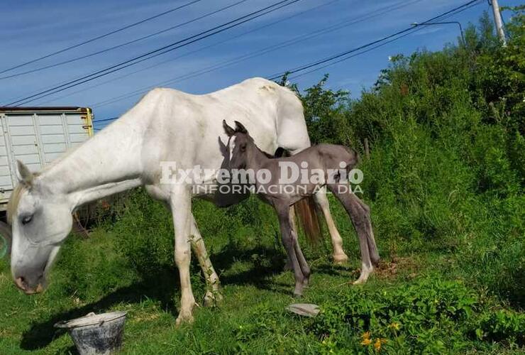 En la madrugada nació una potranca que llamarán GUM