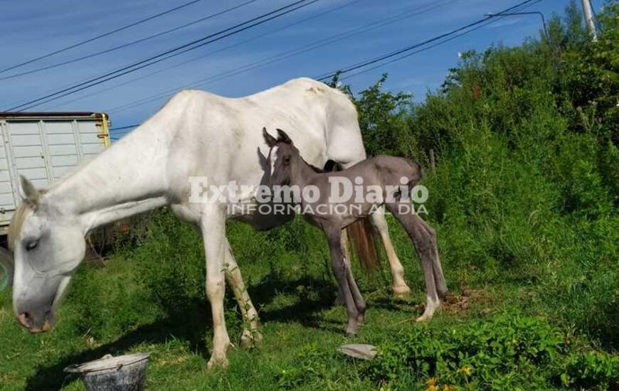 En la madrugada naci&oacute; una potranca que llamar&aacute;n GUM