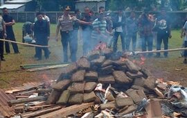 Imagen de La Polic&iacute;a quem&oacute; m&aacute;s de 3 toneladas de marihuana al aire libre y drog&oacute; a todo un pueblo