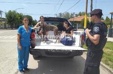 Imagen de Voluntariado por la salud animal en el barrio Virgen de Luj&aacute;n