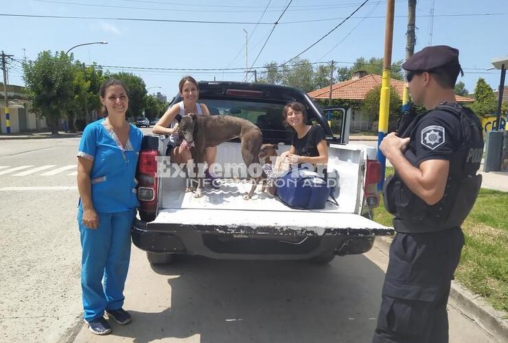 Imagen de Voluntariado por la salud animal en el barrio Virgen de Luj&aacute;n