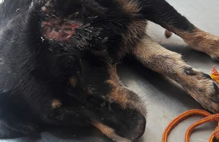 Imagen de ATENCI&Oacute;N: Se escap&oacute; y est&aacute; bajo tratamiento