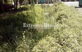 Imagen de Reclamo por pastos altos, basura acumulada y presencia de roedores