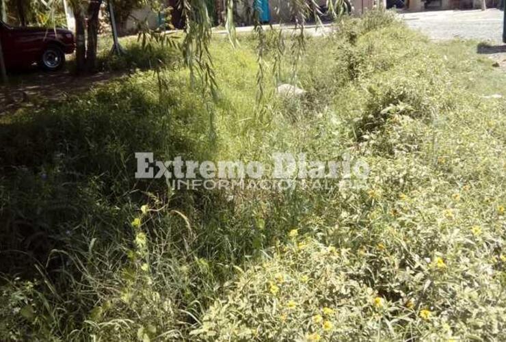 Imagen de Reclamo por pastos altos, basura acumulada y presencia de roedores