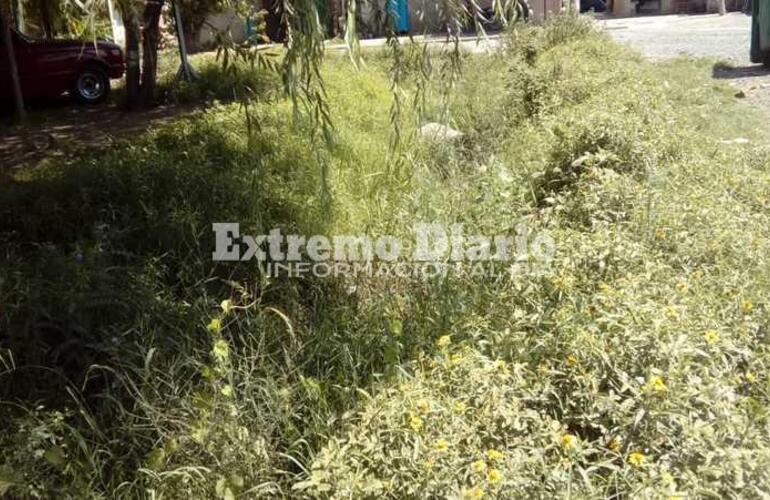 Imagen de Reclamo por pastos altos, basura acumulada y presencia de roedores