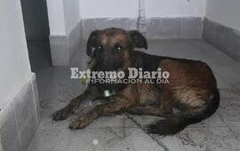 Fue gracias a un trabajo de proteccionistas de Fighiera