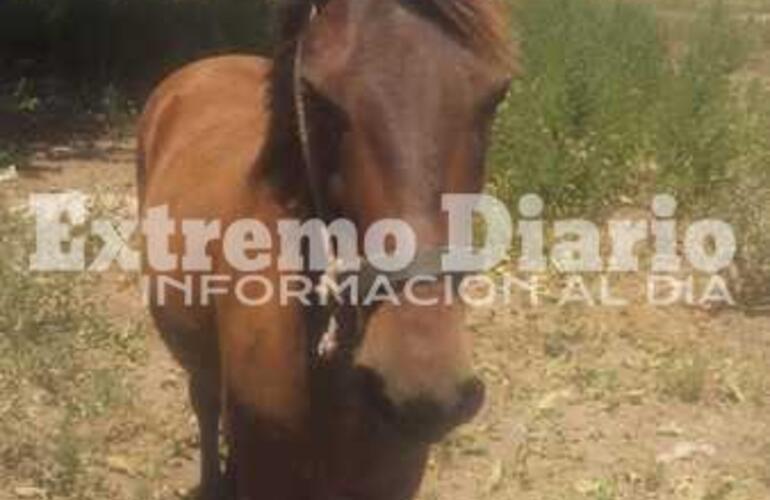 Imagen de Este es el equino rescatado que pretend&iacute;an llevar a tiro con un auto hasta VGG