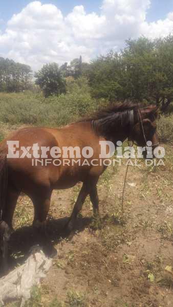 Imagen de Este es el equino rescatado que pretend&iacute;an llevar a tiro con un auto hasta VGG