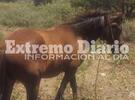 Imagen de Este es el equino rescatado que pretendían llevar a tiro con un auto hasta VGG