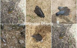 El vecino indic&oacute; que son pajaros de diferentes especies aparentemente envenenadas.