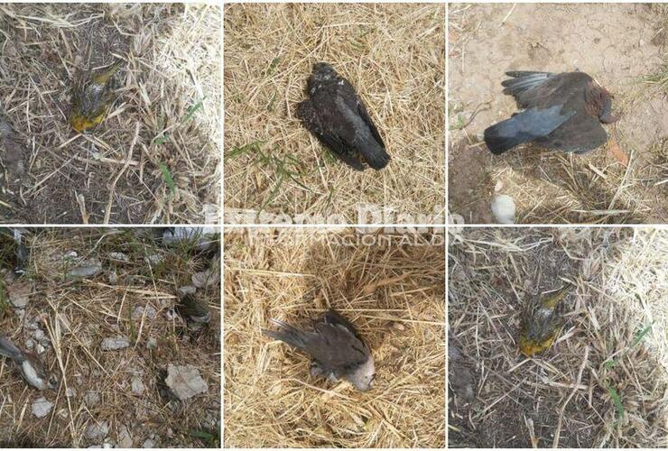 El vecino indicó que son pajaros de diferentes especies aparentemente envenenadas.