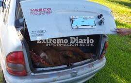En un control de rutina de Gendarmer&iacute;a, se detect&oacute; que en el ba&uacute;l de un auto llevaban una vaca.