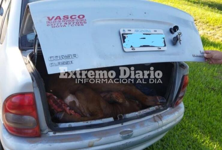En un control de rutina de Gendarmería, se detectó que en el baúl de un auto llevaban una vaca.