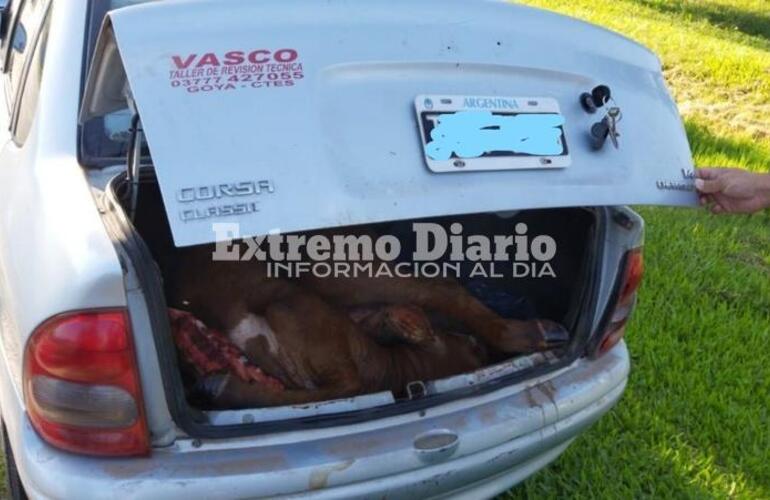 En un control de rutina de Gendarmería, se detectó que en el baúl de un auto llevaban una vaca.