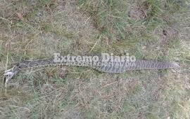 Fue encontrada por empleados municipales que trabajaban en el lugar.