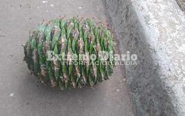 Las pi&ntilde;as tienen el tama&ntilde;o de una pelota de f&uacute;tbol y pueden lastimar a los peatones.