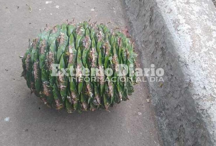 Las piñas tienen el tamaño de una pelota de fútbol y pueden lastimar a los peatones.