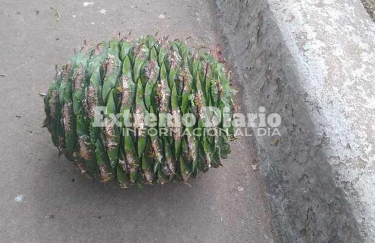 Las piñas tienen el tamaño de una pelota de fútbol y pueden lastimar a los peatones.