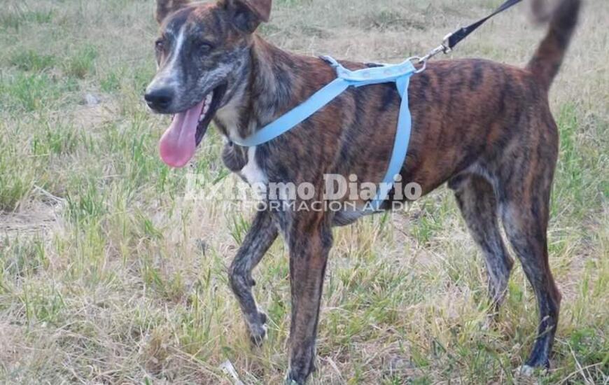 Imagen de Buscan una familia para Duke