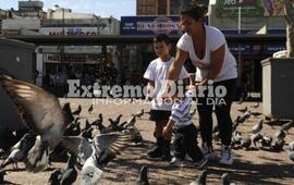Cada vez m&aacute;s. El centro de la ciudad de Rosario est&aacute; atestado de palomas que ya generan m&uacute;ltiples problemas.