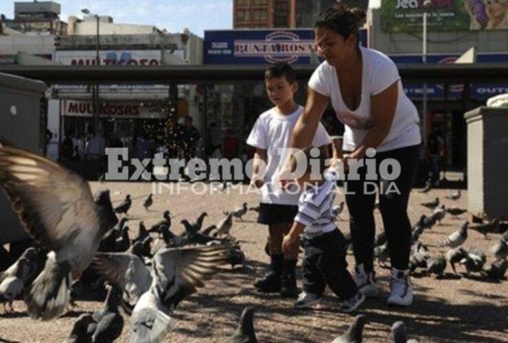 Cada vez más. El centro de la ciudad de Rosario está atestado de palomas que ya generan múltiples problemas.