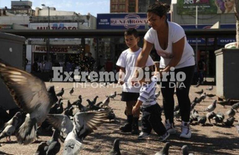 Cada vez más. El centro de la ciudad de Rosario está atestado de palomas que ya generan múltiples problemas.