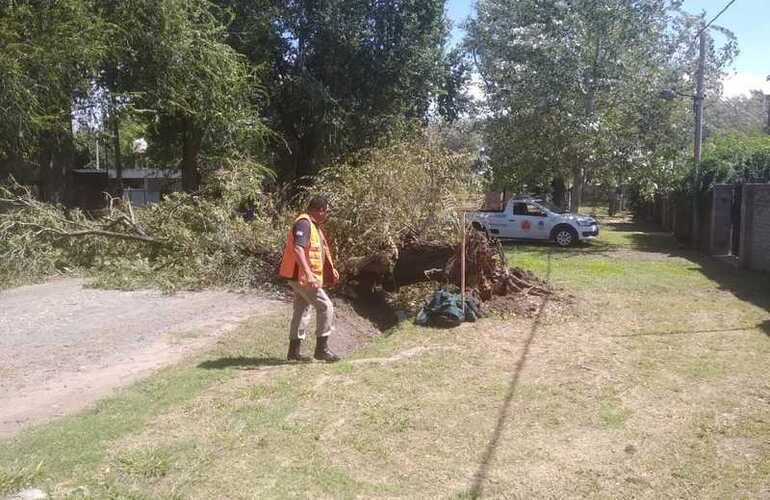 Imagen de Protección Civil trabajó en la caída de un importante árbol en Bote Club