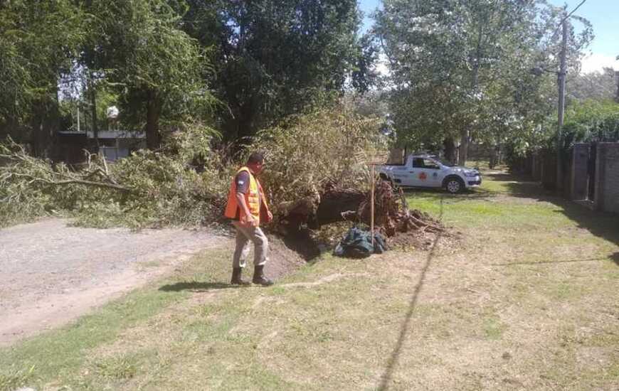 Imagen de Protecci&oacute;n Civil trabaj&oacute; en la ca&iacute;da de un importante &aacute;rbol en Bote Club